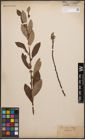 Foto von Salix cinerea L.